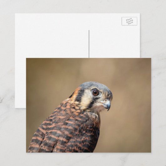 Amerikaanse kestrel briefkaart (Voorkant / Achterkant)