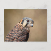 Amerikaanse kestrel briefkaart (Voorkant)