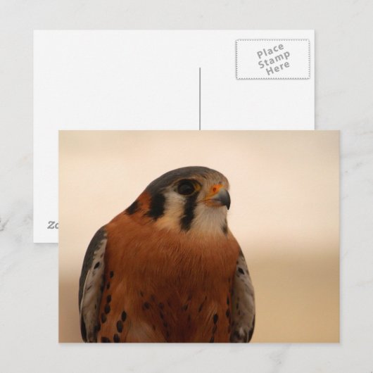 Amerikaanse kestrel briefkaart (Voorkant / Achterkant)