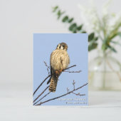 Amerikaanse kestrel briefkaart (Staand voorkant)