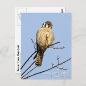 Amerikaanse kestrel briefkaart (Voorkant / Achterkant)