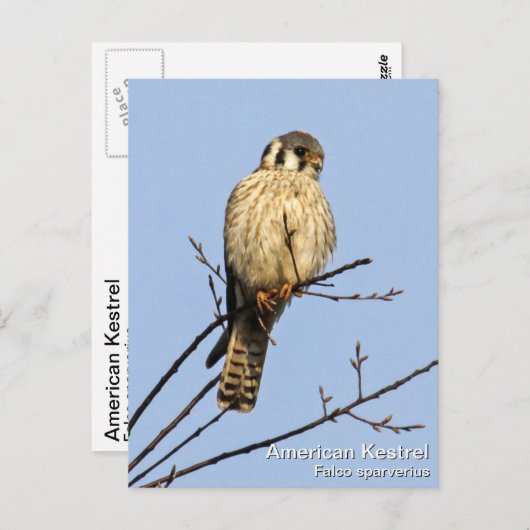 Amerikaanse kestrel briefkaart (Voorkant / Achterkant)