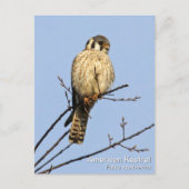 Amerikaanse kestrel briefkaart (Voorkant)