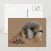 Amerikaanse kestrel briefkaart (Voorkant / Achterkant)