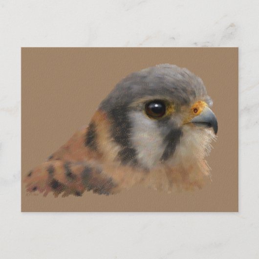Amerikaanse kestrel briefkaart (Voorkant)