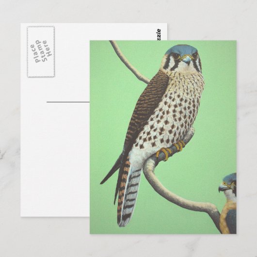 Amerikaanse kestrel briefkaart (Voorkant / Achterkant)