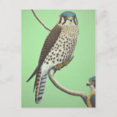 Amerikaanse kestrel briefkaart (Voorkant)