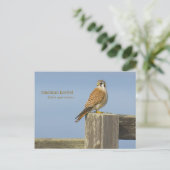 Amerikaanse kestrel briefkaart (Staand voorkant)