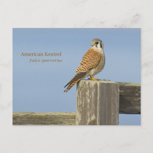 Amerikaanse kestrel briefkaart (Voorkant)
