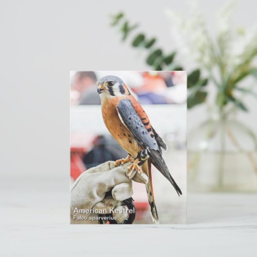Amerikaanse kestrel briefkaart (Staand voorkant)