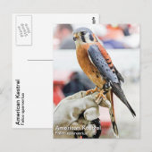 Amerikaanse kestrel briefkaart (Voorkant / Achterkant)