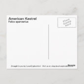 Amerikaanse kestrel briefkaart (Achterkant)