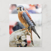 Amerikaanse kestrel briefkaart (Voorkant)