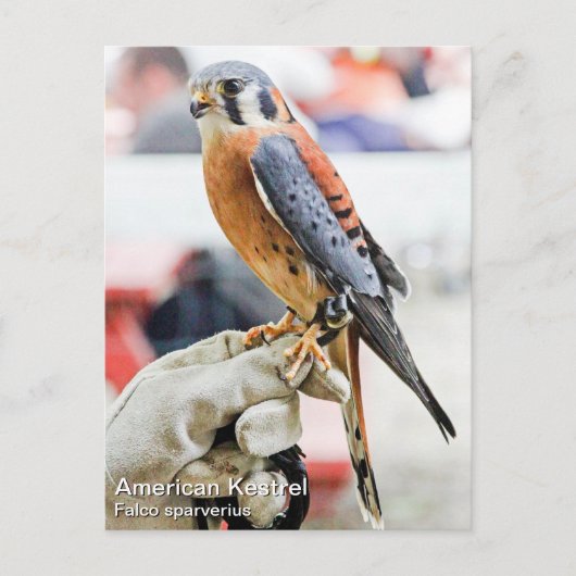 Amerikaanse kestrel briefkaart (Voorkant)