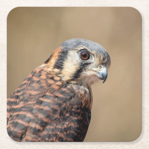 Amerikaanse kestrel kartonnen onderzetters