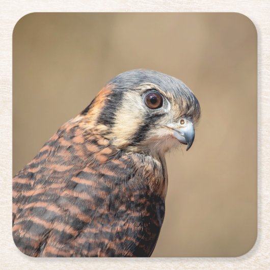Amerikaanse kestrel kartonnen onderzetters (Voorkant)
