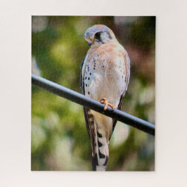 Amerikaanse kestrel legpuzzel