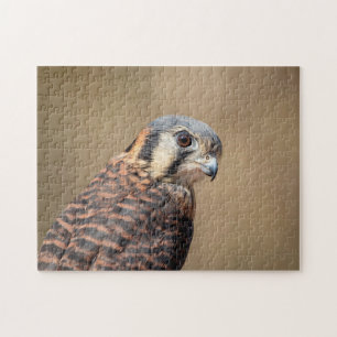 Amerikaanse kestrel legpuzzel