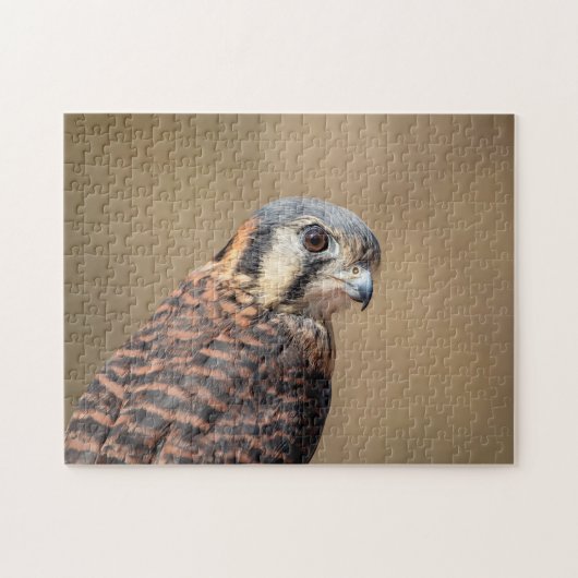Amerikaanse kestrel legpuzzel (Horizontaal)