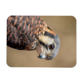 Amerikaanse kestrel magneet (Horizontaal)