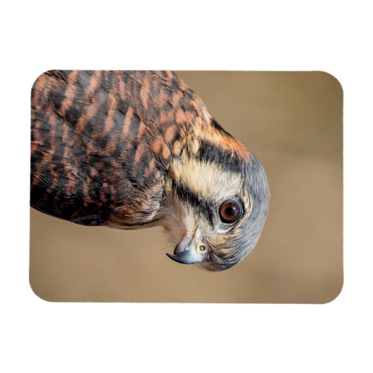 Amerikaanse kestrel magneet (Horizontaal)