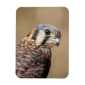 Amerikaanse kestrel magneet (Verticaal)