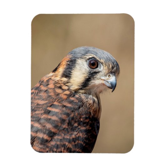 Amerikaanse kestrel magneet (Verticaal)