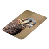 Amerikaanse kestrel magneet (Linkerzijde)