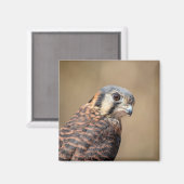 Amerikaanse kestrel magneet (Voorkant / Achterkant)