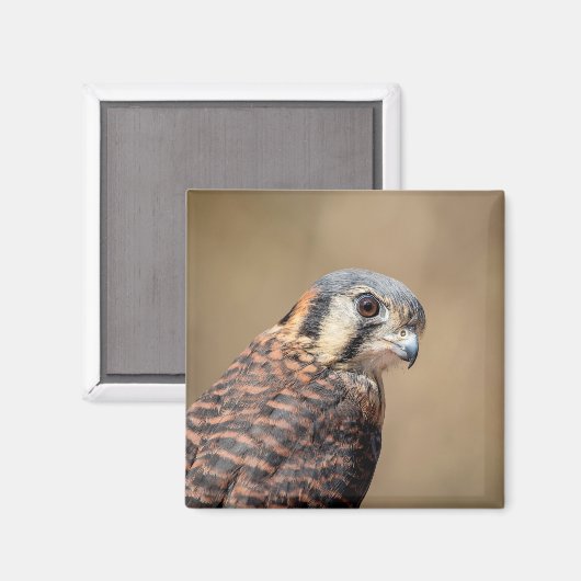 Amerikaanse kestrel magneet (Voorkant / Achterkant)