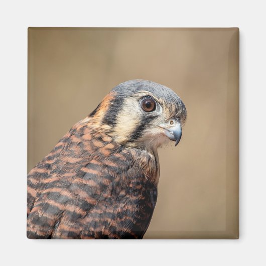 Amerikaanse kestrel magneet (Voorkant)
