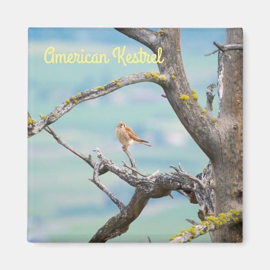 Amerikaanse kestrel magneet (Voorkant)