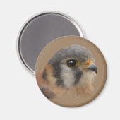 Amerikaanse kestrel magneet (Voorkant / Achterkant)