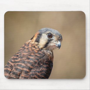 Amerikaanse kestrel muismat