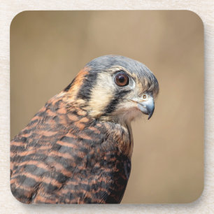 Amerikaanse kestrel onderzetter