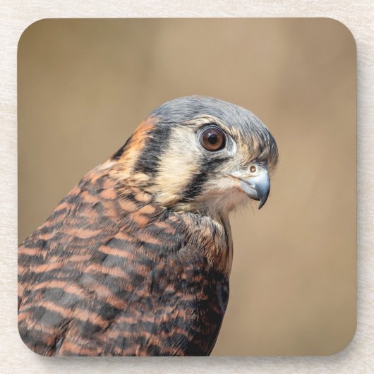 Amerikaanse kestrel onderzetter (Voorkant)