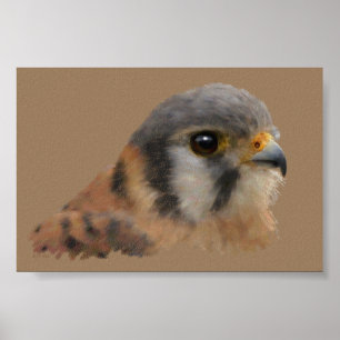 Amerikaanse kestrel poster
