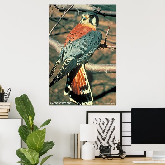 Amerikaanse kestrel poster (Thuiskantoor)