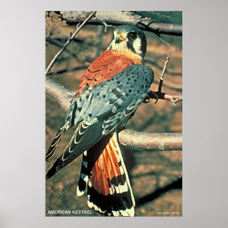 Amerikaanse kestrel poster