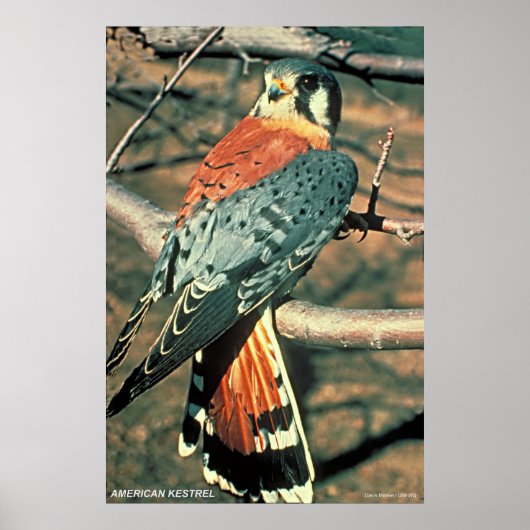 Amerikaanse kestrel poster (Voorkant)
