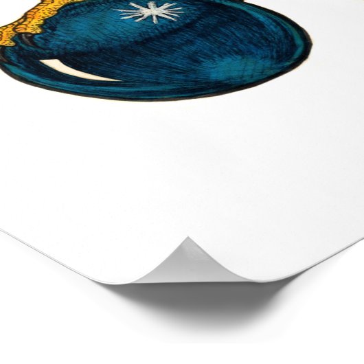 Amerikaanse kestrel poster (Hoek)