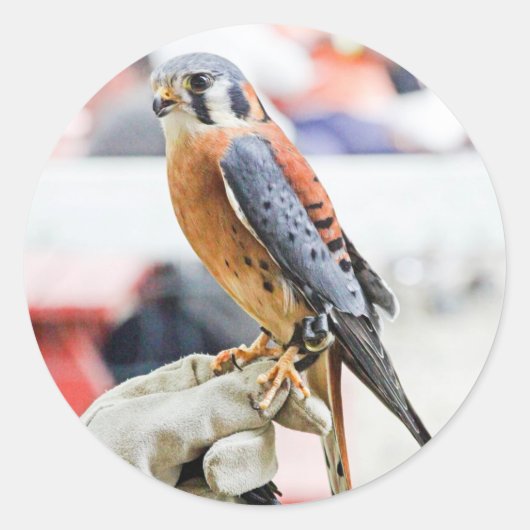 Amerikaanse kestrel ronde sticker (Voorkant)