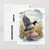 Amerikaanse koet in wetlands briefkaart (Voorkant / Achterkant)