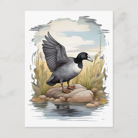 Amerikaanse koet in wetlands briefkaart (Voorkant)