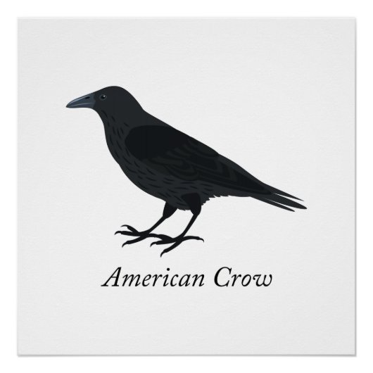 Amerikaanse Kraai Poster (Voorkant)
