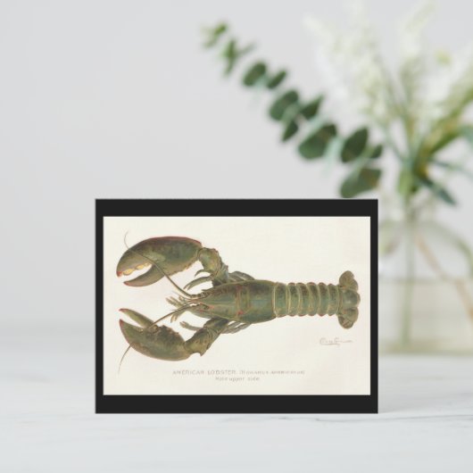 Amerikaanse kreeft - Sherman Denton Fish Lithograp Briefkaart (Staand voorkant)