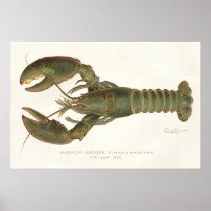 Amerikaanse kreeft - Sherman Denton Fish Lithograp Poster