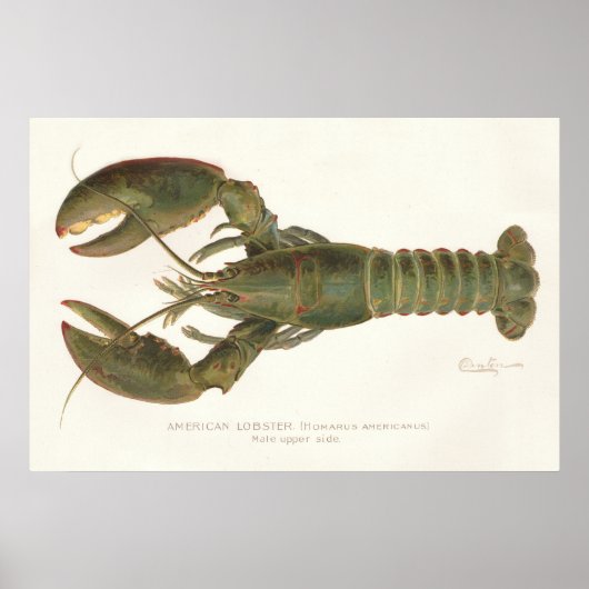 Amerikaanse kreeft - Sherman Denton Fish Lithograp Poster (Voorkant)
