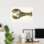 Amerikaanse kreeft - Sherman Denton Fish Lithograp Poster (Thuiskantoor)