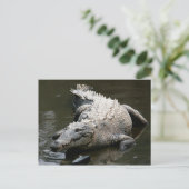 Amerikaanse krokodil (Crocodylus acutus) Briefkaart (Staand voorkant)